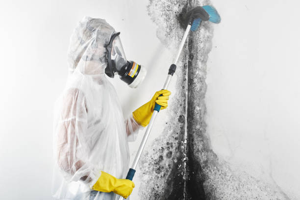 Best Mold removal after water damage  in Speers, PA